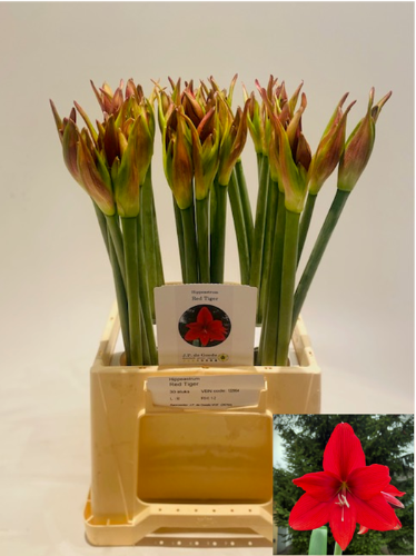 Hippeastrum (Diamond Grp) 'Red Tiger'