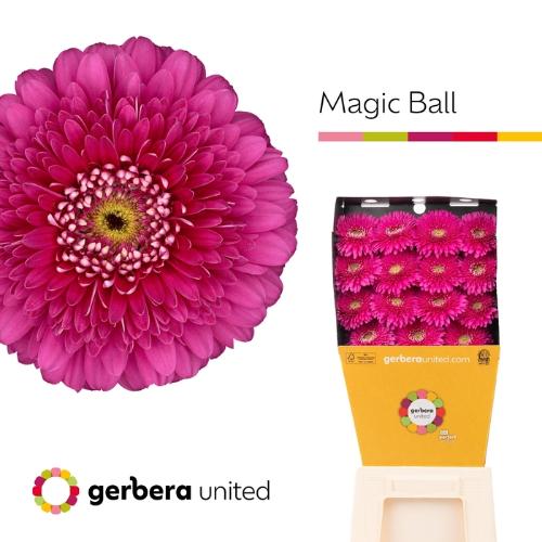 Gerbera grootbloemig bolvormig Magic Ball