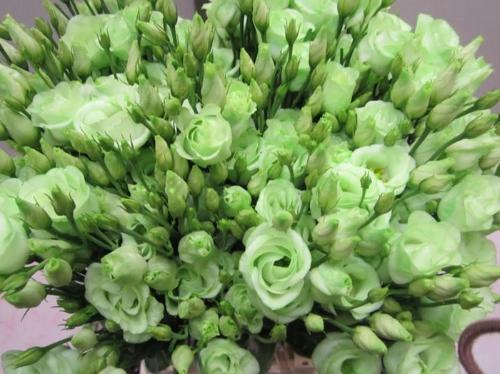 Eustoma russellianum gevuldbloemig kleurbehandeld H%