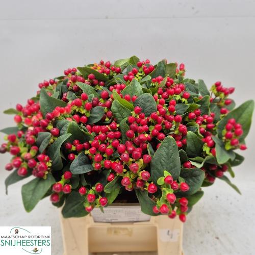 Hypericum x inodorum Magical Hotshot