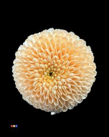 Chrysanthemum Indicum Grp tros santini kleurbehandeld H%
