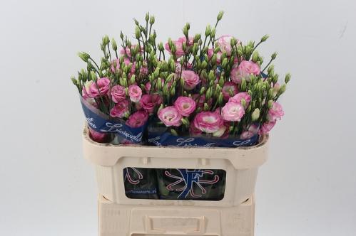 Eustoma russellianum gevuldbloemig 'Excalibur Hot Lips'