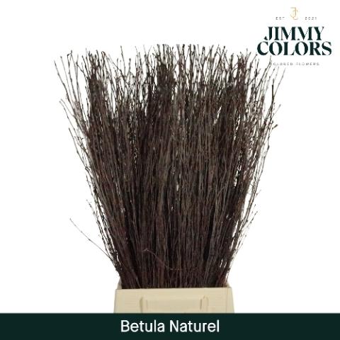 Betula kleurbehandeld H%