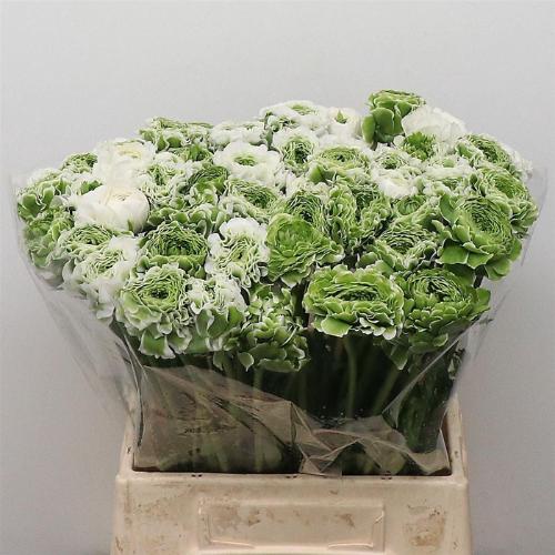 Ranunculus asiaticus Pon-Pon Igloo