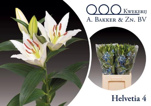 Lilium Oriental Grp 'Helvetia'