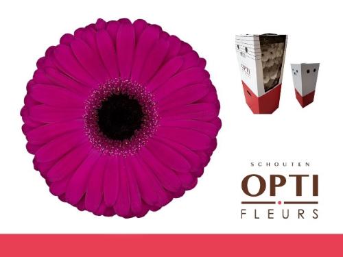 Gerbera grootbloemig 'Aladin'