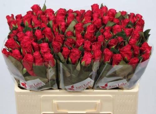 Rosa grootbloemig Tacazzi+