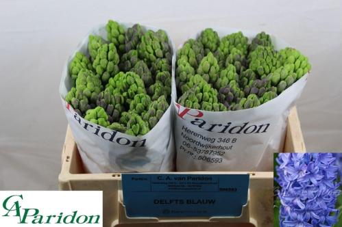 Hyacinthus orientalis 'Delft Blue'