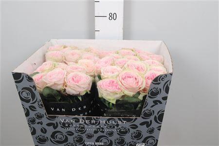 Rosa grootbloemig Ballerina Summerhouse