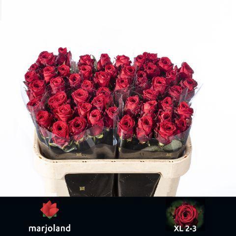 Rosa grootbloemig Red Naomi!