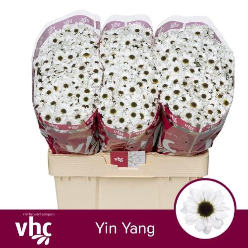 Chrysanthemum Indicum Grp tros santini Yin Yang