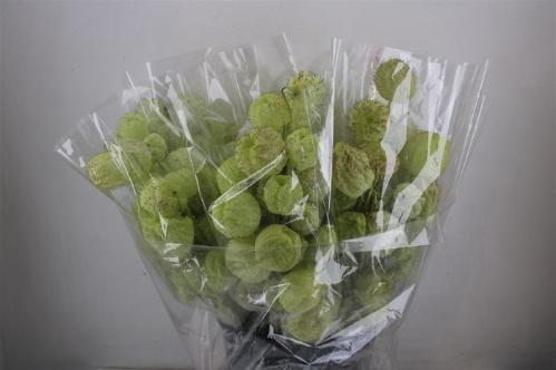 Gomphocarpus fruticosus 'Moby Dick' per stuk