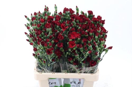 Dianthus tros Solomio Edo