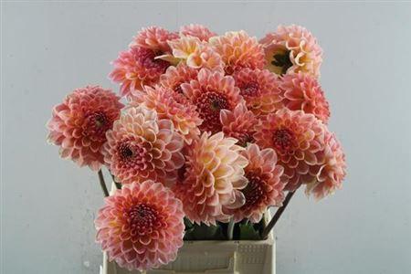 Dahlia overig