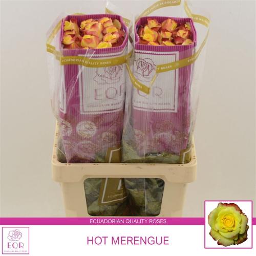 Rosa grootbloemig Hot Merengue+