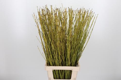 Cornus stolonifera 'Flaviramea'