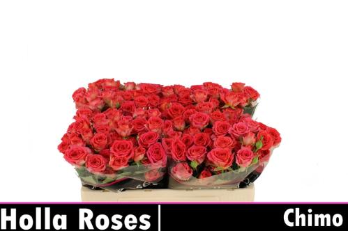Rosa tros Chimo