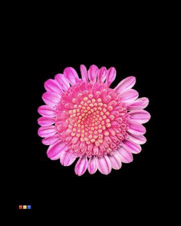 Chrysanthemum Indicum Grp tros kas kleurbehandeld H%