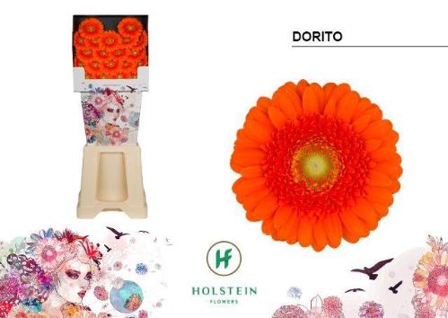 Gerbera mini 'Dorito'