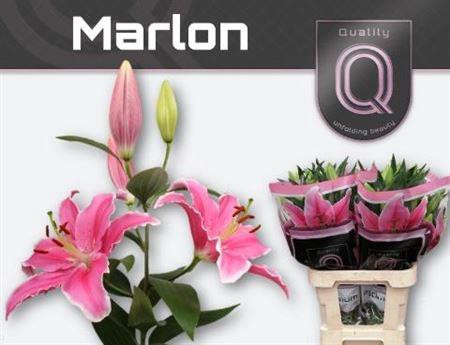 Lilium Oriental Grp 'Marlon'