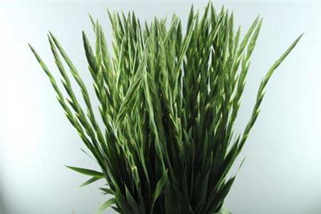 Gladiolus grootbloemig 'Serena'