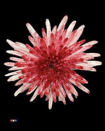 Chrysanthemum (Indicum Grp) geplozen Topspin kleurbehandeld H%