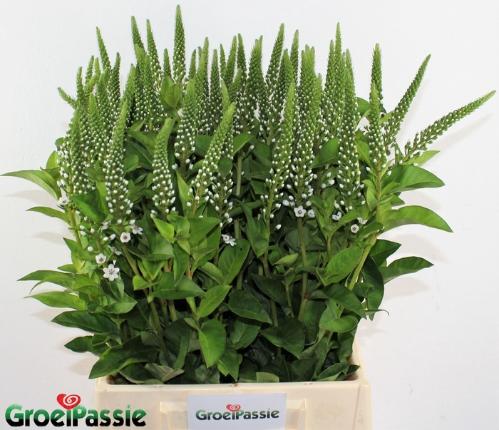 Lysimachia 'Elisabeth'