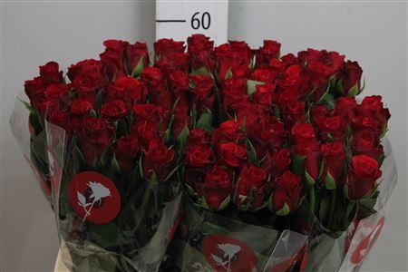 Rosa grootbloemig Red Ribbon