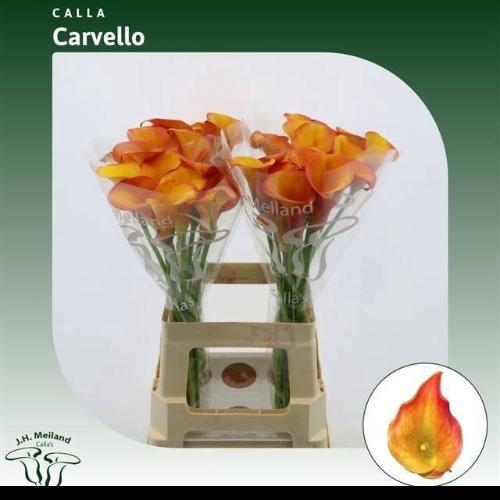 Zantedeschia 'Carvello'