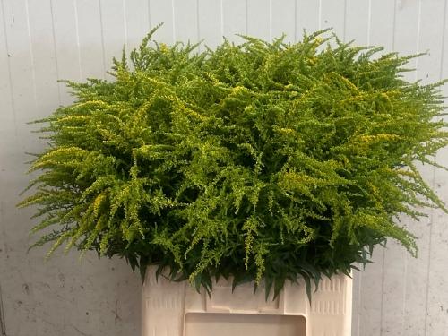 Solidago 'Strahlenkrone'