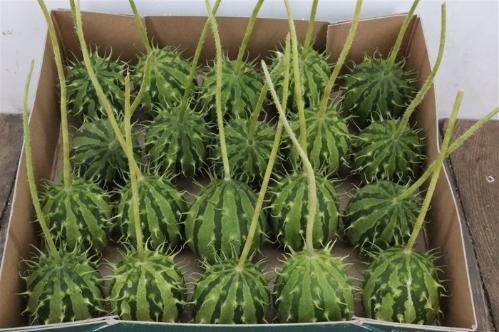 Cucumis hirsutus
