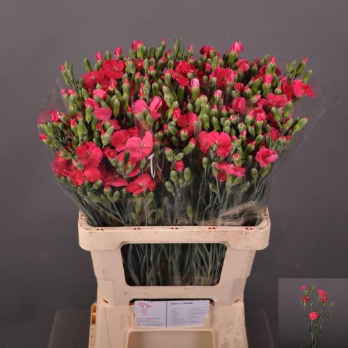 Dianthus tros Solomio Imre