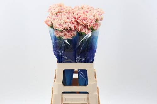 Dianthus standaard overig