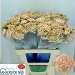 80cad6da-c42a-4fc2-b755-cd0e338a3760.jpg