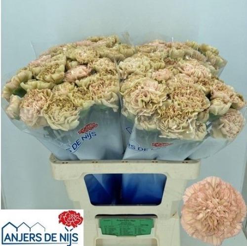 Dianthus standaard 'Lege Marrone'