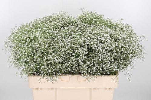 Gypsophila Zinzi Aboa