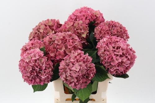 Hydrangea macrophylla 'Rodeo' (classic)