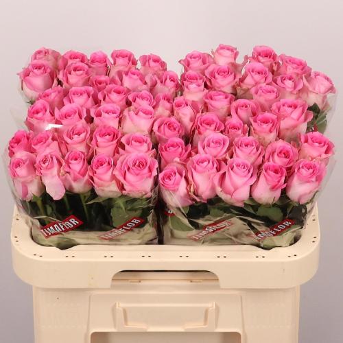 Rosa grootbloemig Revival