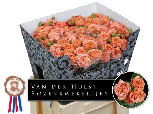 Rosa tros Bella Trendsetter