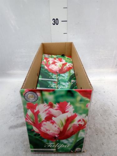 Tulipa (bol)