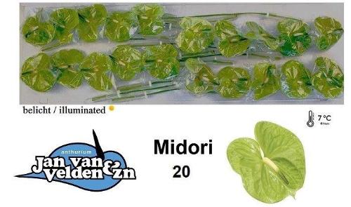 Anthurium Andreanum Grp 'Midori'