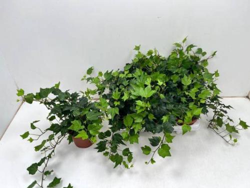 Hedera helix 'Green Ripple'