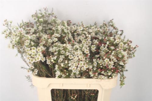 Chamelaucium megalopetalum 'Gil'