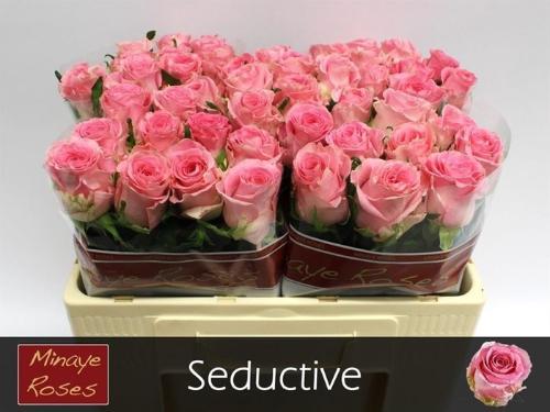 Rosa grootbloemig Seductive