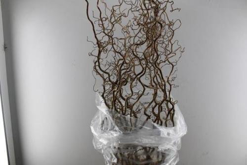 Corylus avellana 'Contorta'