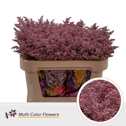 Solidago kleurbehandeld H%