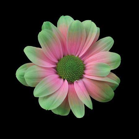 Chrysanthemum Indicum Grp tros kas kleurbehandeld H%