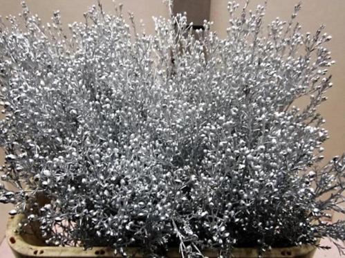 Chamelaucium kleurbehandeld H%