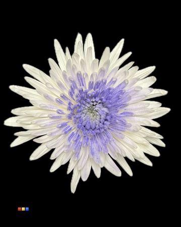 Chrysanthemum geplozen kas kleurbehandeld H%