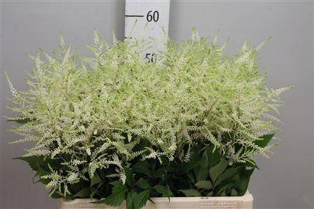 Astilbe Japonica Grp 'Whasingthon'